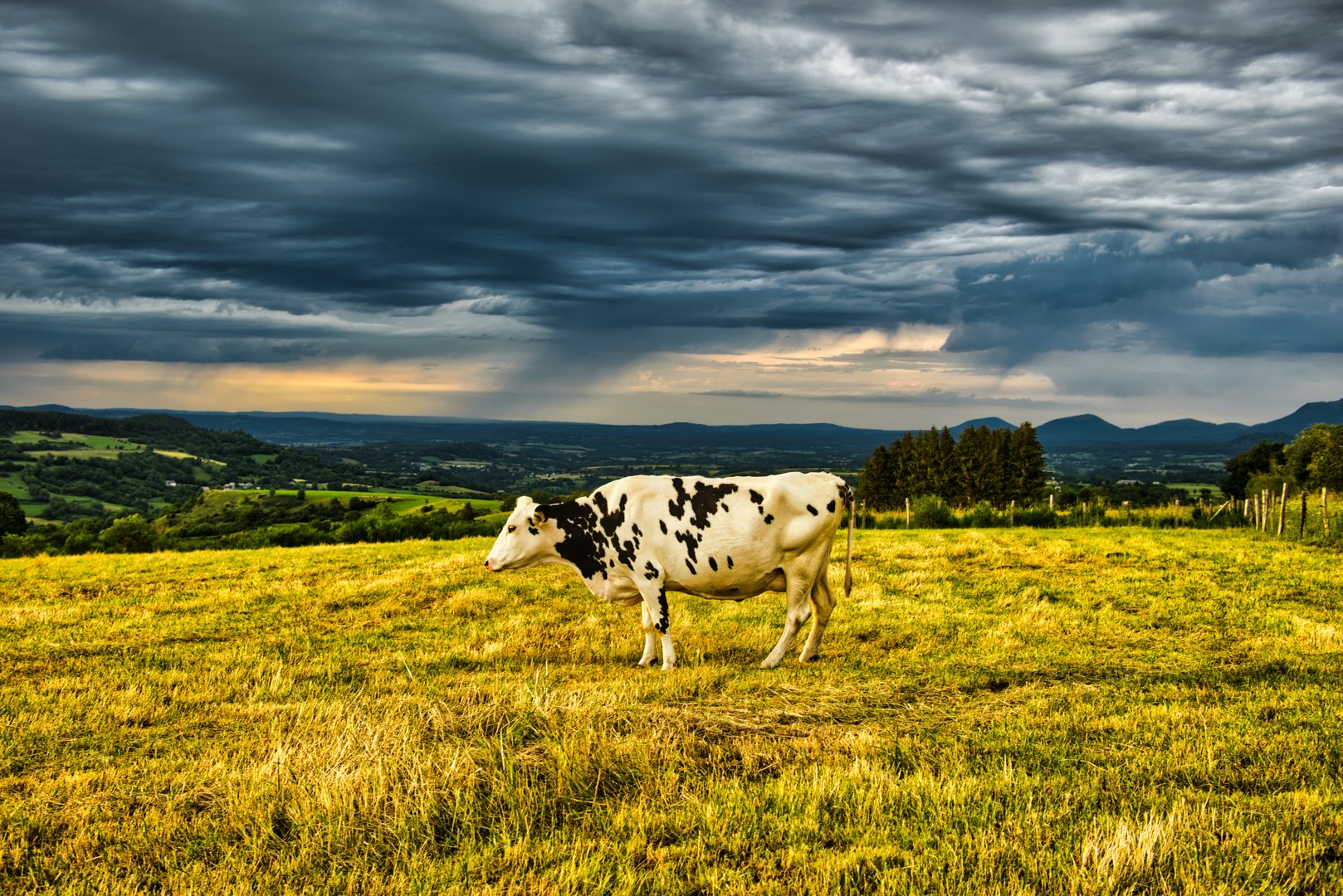 4 Benefits of Organic Dairy Farming - Cover Image